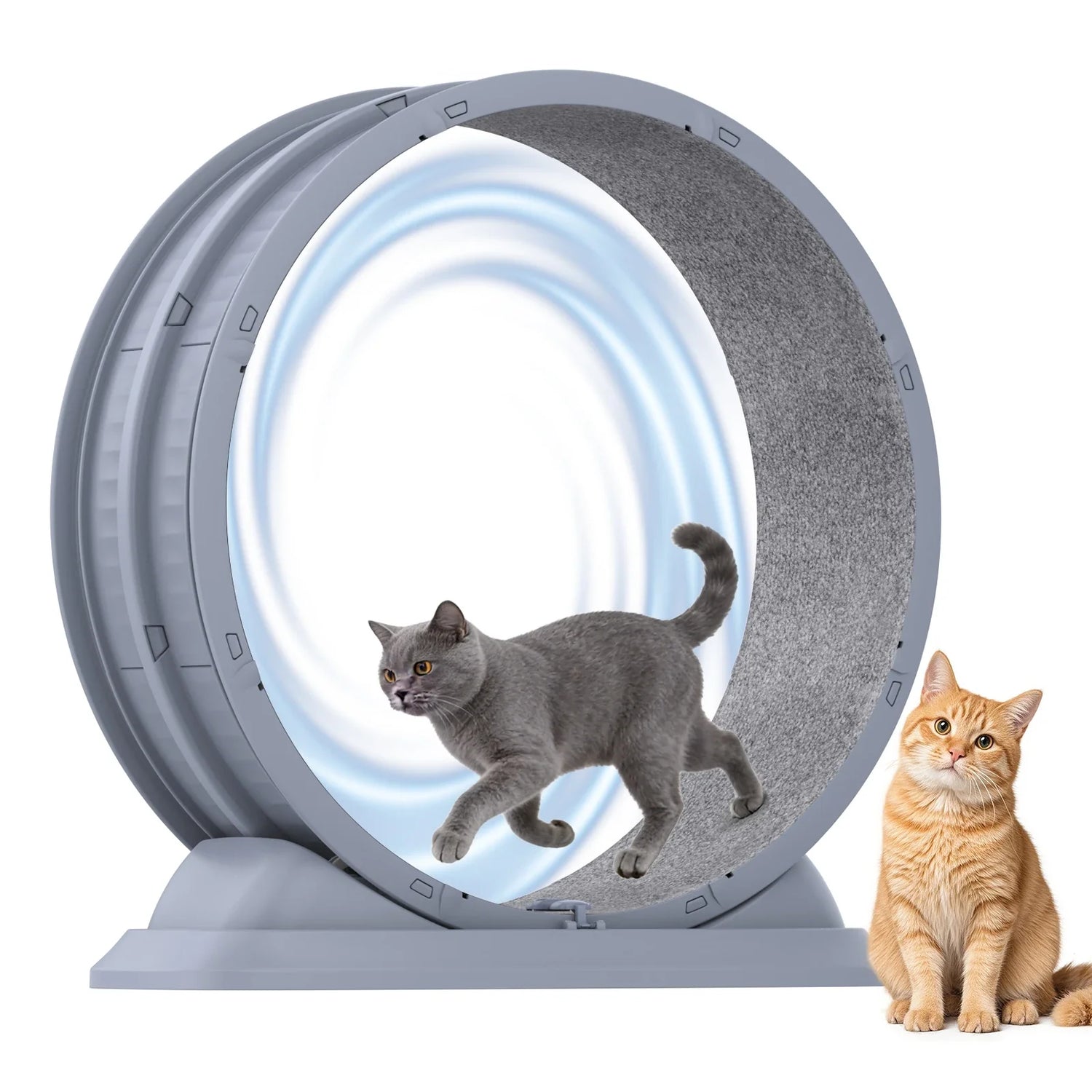 Chats devant une roue d'exercice de 80 cm