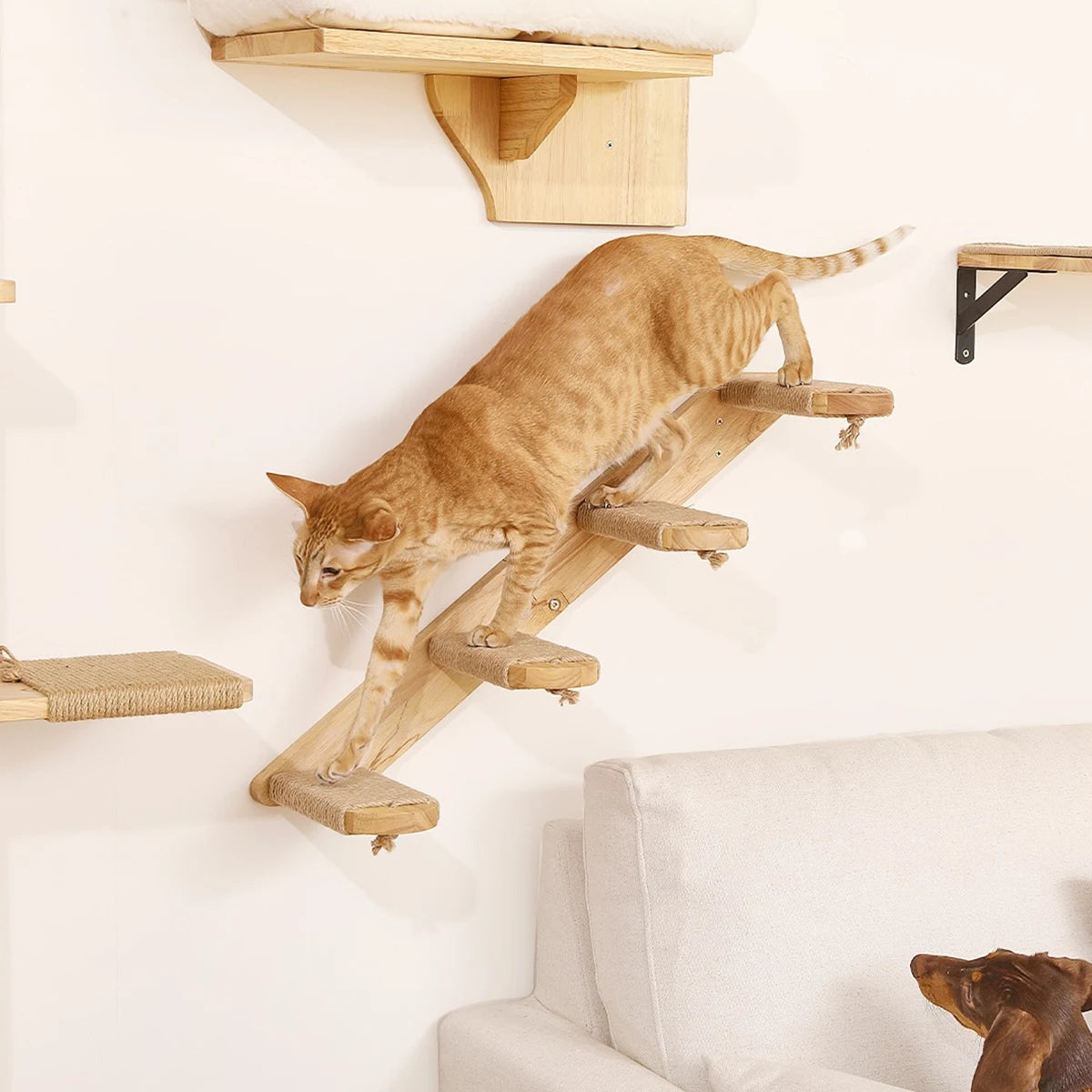 Ensemble mural d'escalade pour chat