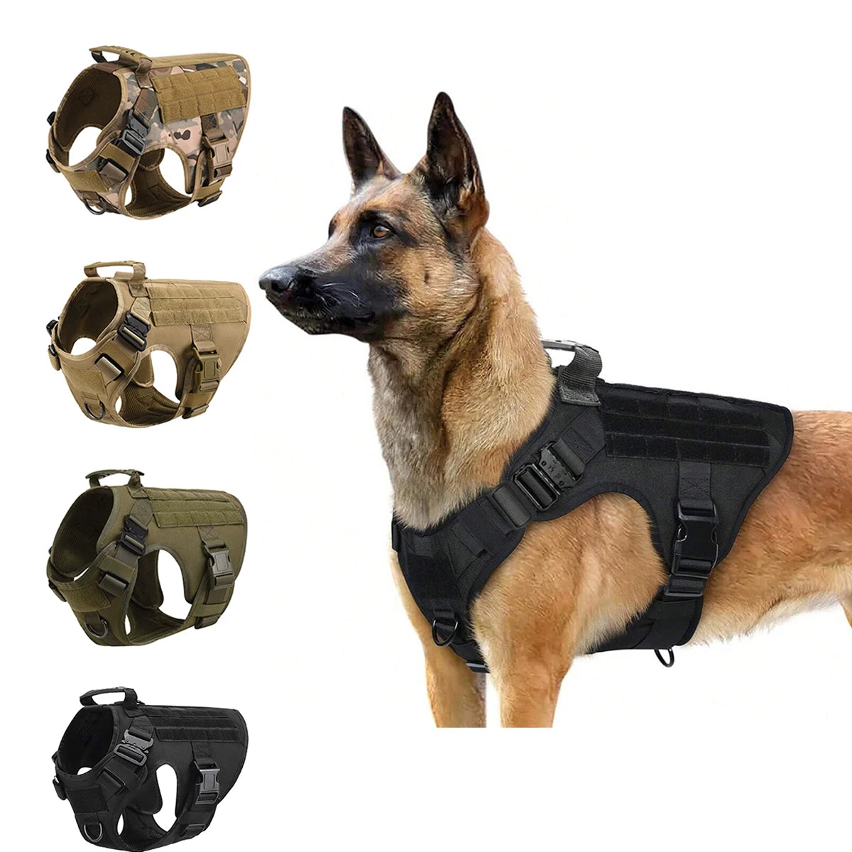 Malinois portant un harnais tactique noir