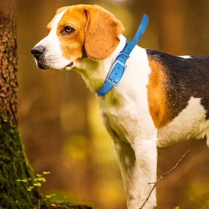 Collier imperméable en TPU pour grand chien, boucle en zinc