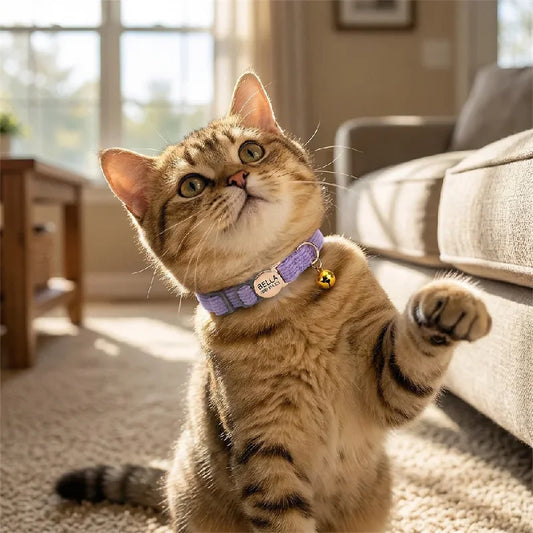 Collier en velours côtelé gravé pour chat